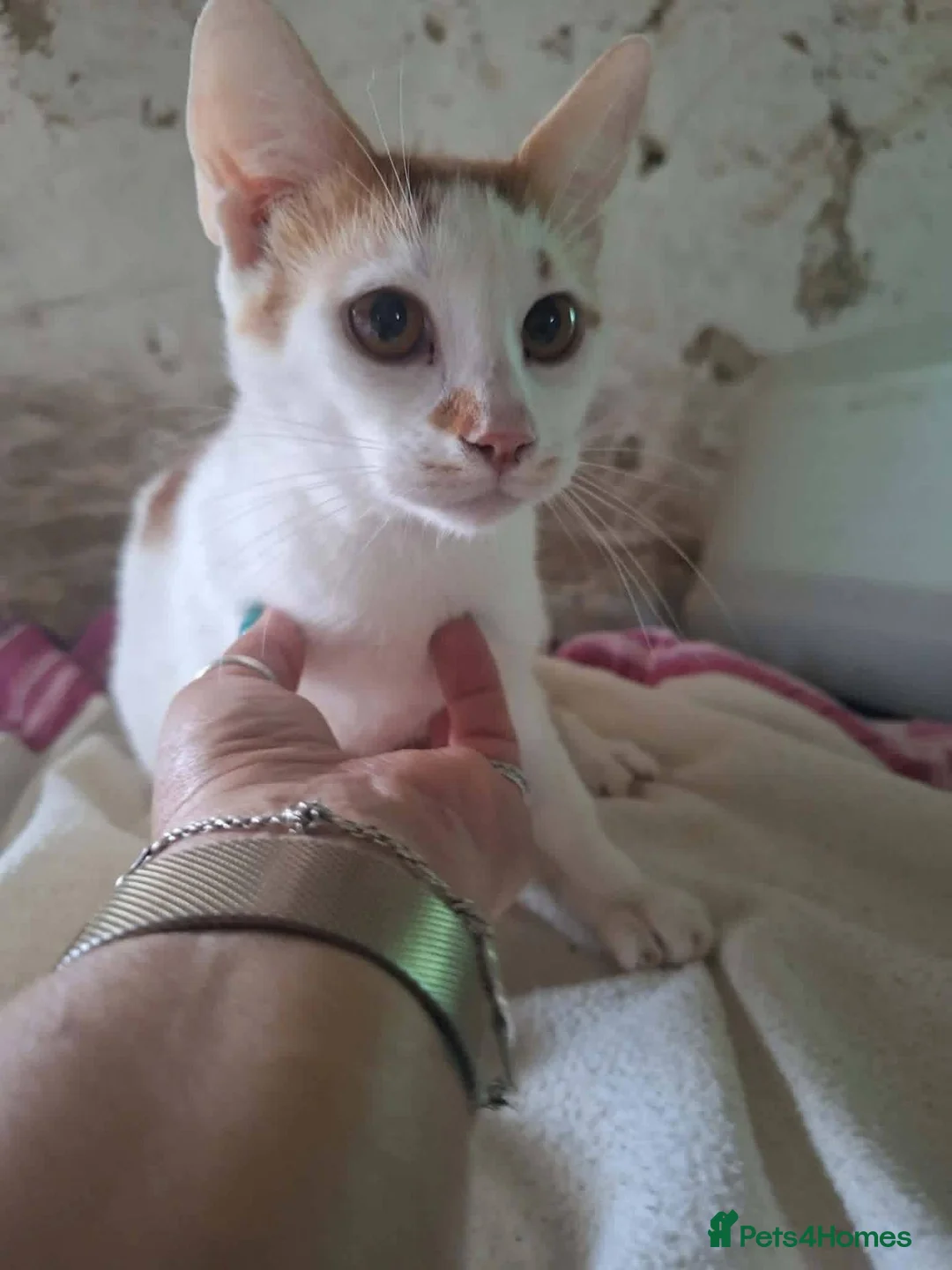 Mixed Breed cats for adoption: Nacho for adoption - Advert 1