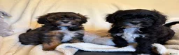 Cavapoo dogs for sale: Gorgeous F1 Cavapoo Boy Available Now - Advert 17