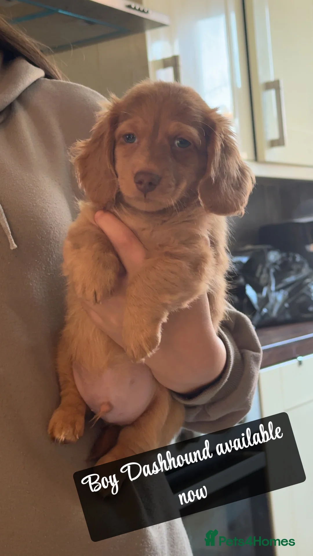Dachshund dogs for sale: Beautiful dashhounds - Advert 6