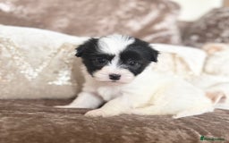 Coton De Tulear dogs for sale: Coton de Tulear puppies  - Image 6