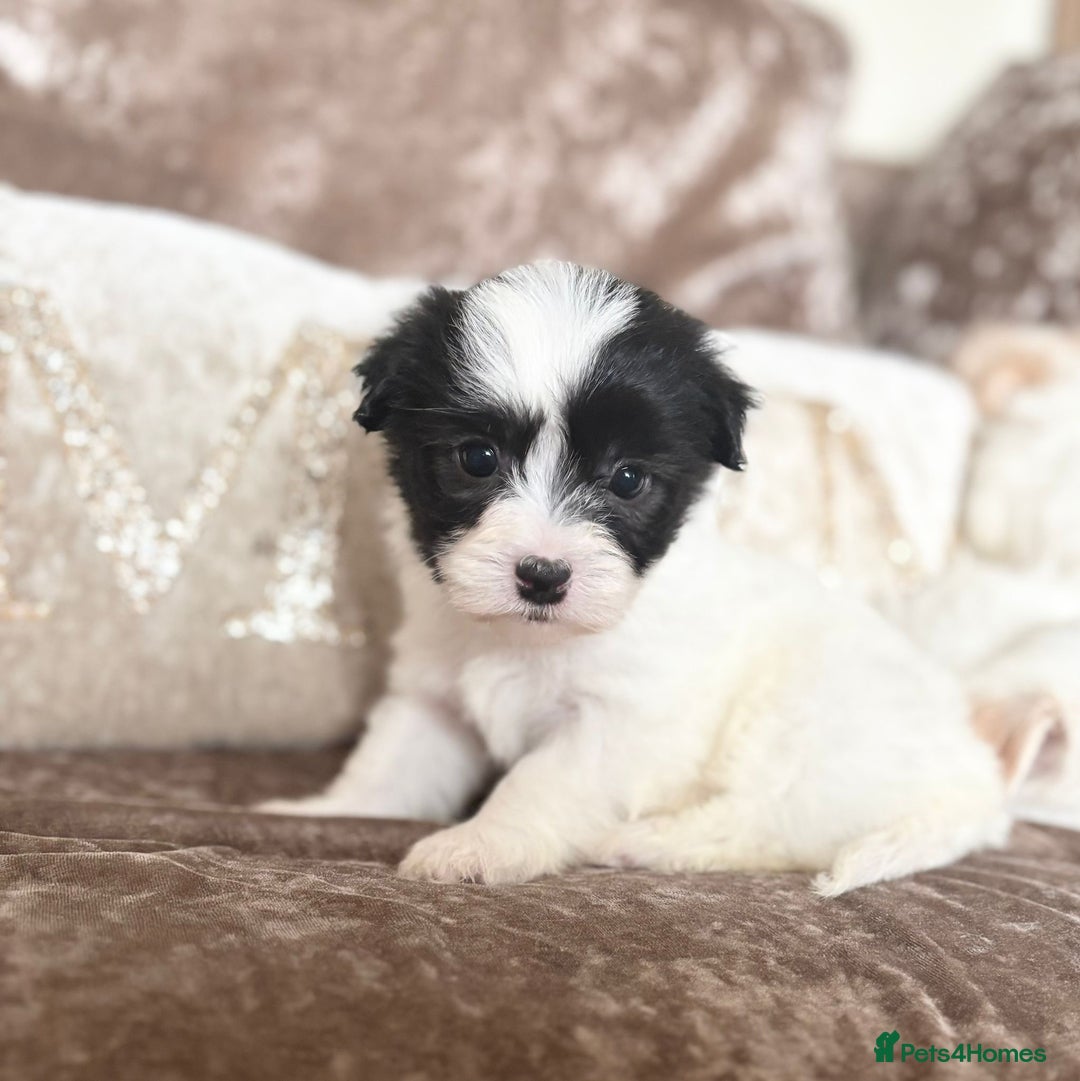 Coton De Tulear dogs for sale: Coton de Tulear puppies  - Image 6
