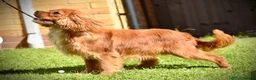 Cavalier King Charles Spaniel dogs for sale: KC Reg 8 month old trained boys - Advert 13