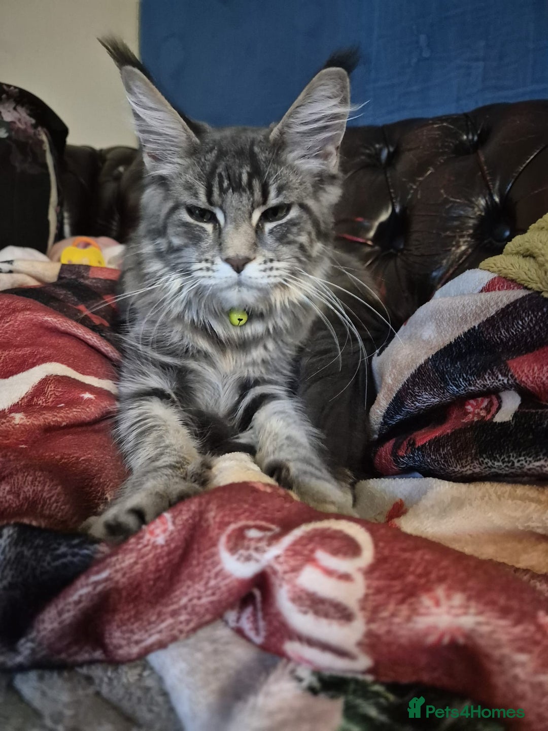 Maine Coon cats for sale: 9 month old maine coon - Image 3
