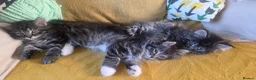 Mixed Breed cats for sale: Kittens-Fluffy Tabby Kittens for Sale - Advert 4