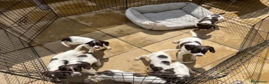 English Springer Spaniel 2