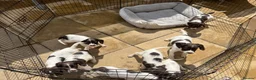 English Springer Spaniel dogs for sale: English Springer spaniel puppy's for sale  - Advert 2