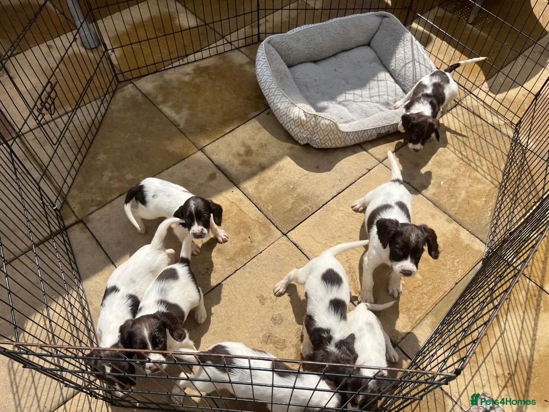 English Springer Spaniel dogs for sale: English Springer spaniel puppy's for sale  - Advert 2