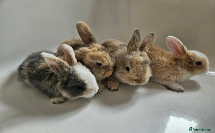Mini Lop rabbits - Advert 1