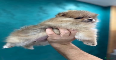 Pomeranian dogs KC registered Pomeranian puppies - Advert 13