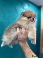 Pomeranian dogs KC registered Pomeranian puppies - Advert 13