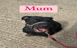Rottweiler dogs for sale: 2 girls remaining  - Image 13