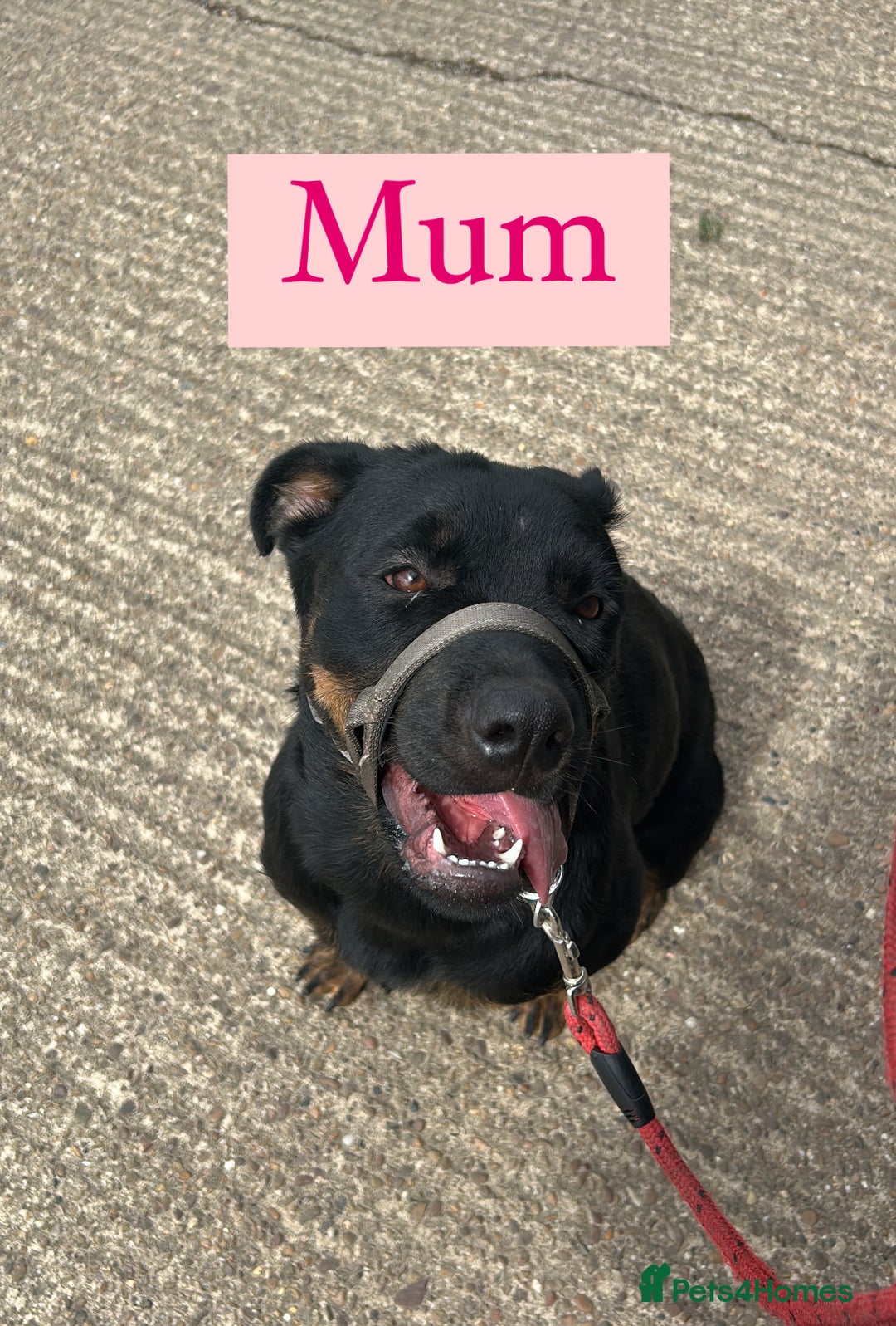 Rottweiler dogs for sale: 2 girls remaining  - Image 13