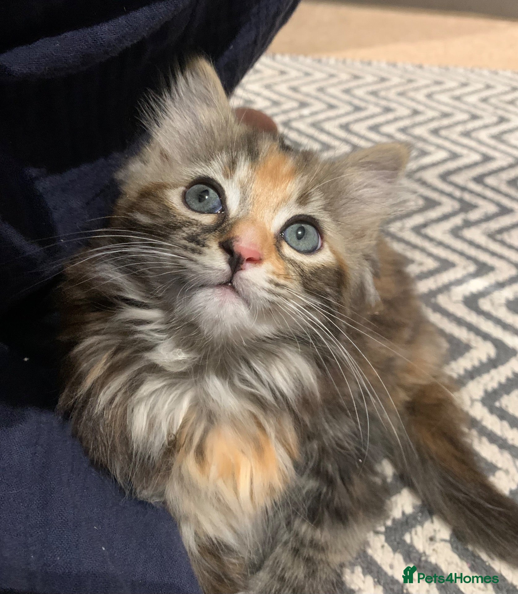 Mixed Breed cats for sale: longhaired female kittens (half Ragdoll mother)  - Advert 24