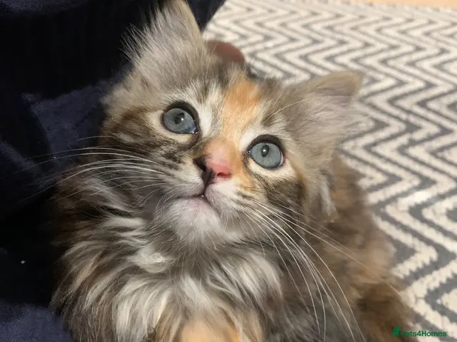 Mixed Breed cats for sale: longhaired female kittens (half Ragdoll mother) - Advert 24