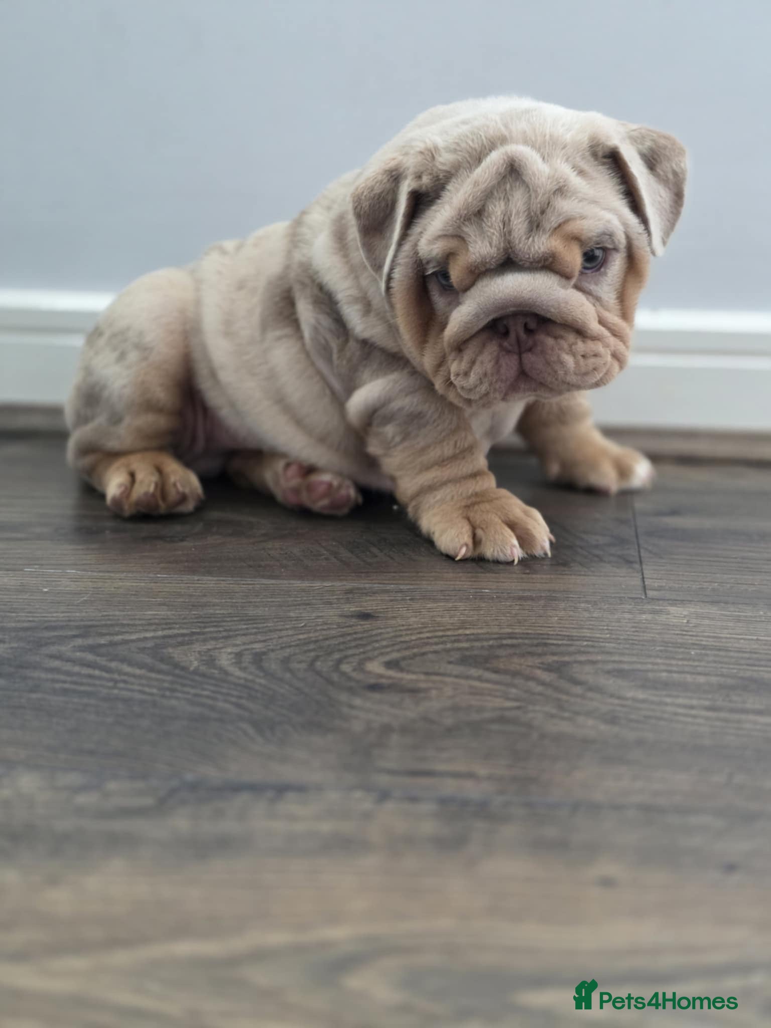 English Bulldog dogs Mr Muscles litter Quality English Bulldogs - Advert 2