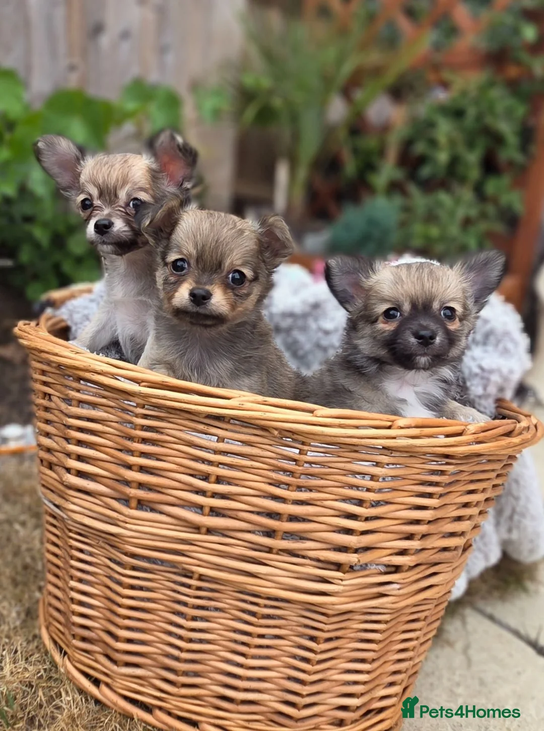 Chihuahua dogs for sale: Three Amigos - Longhaired Chihuahua Male Pups  - Advert 1