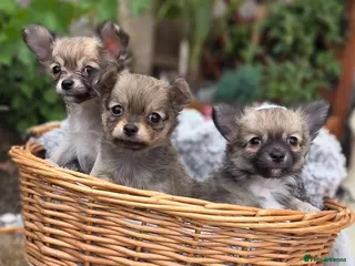 Chihuahua dogs Three Amigos - Longhaired Chihuahua Pups - Advert 3