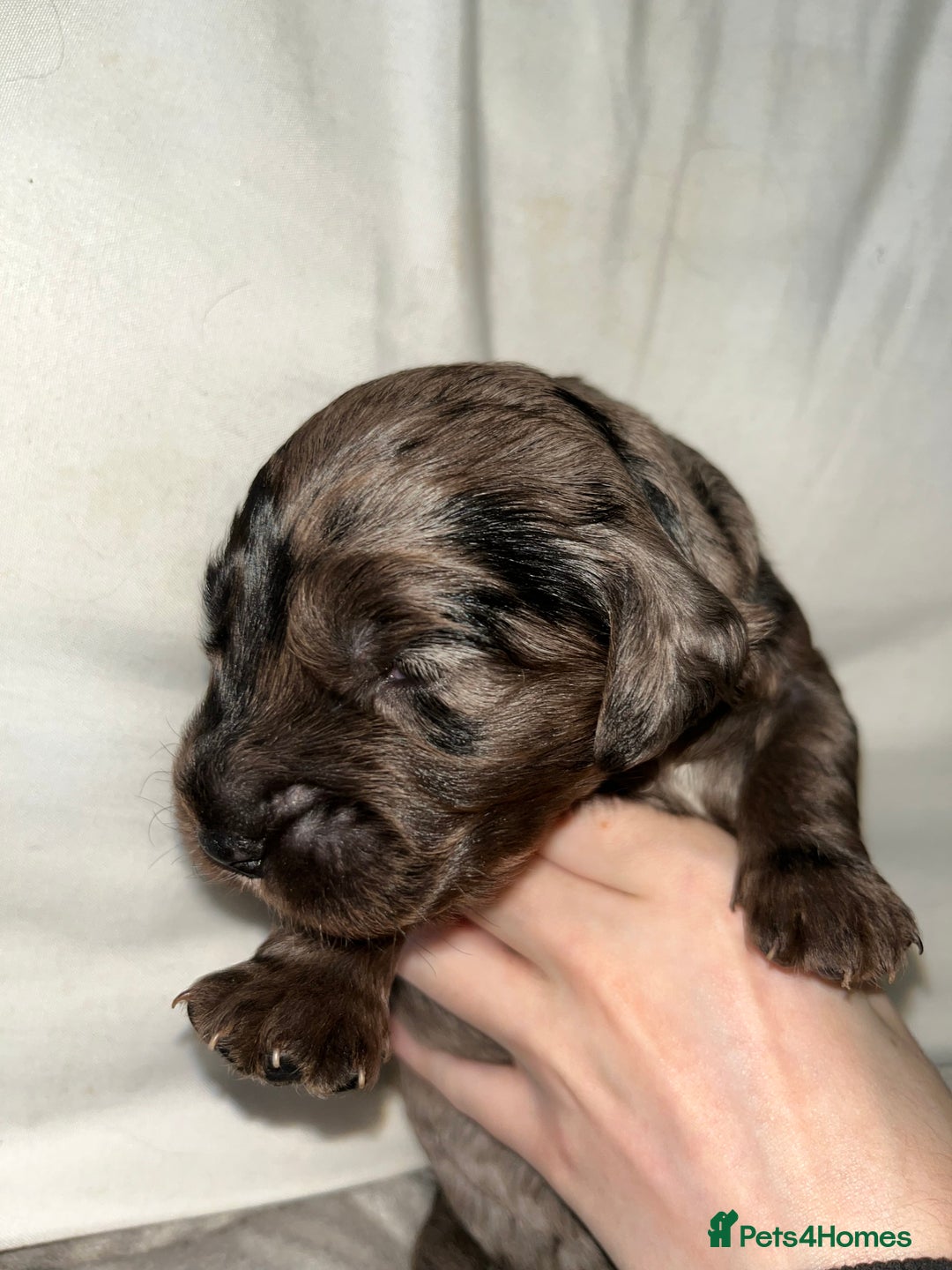 Cockapoo dogs for sale: 💫✨🐶🐾Gorgeous F1B Cockapoos🐾🐶✨💫 - Image 19