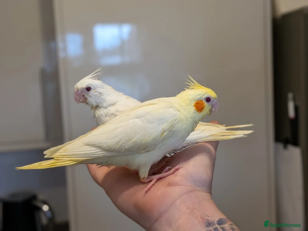 Cockatiels birds for sale: Hand reared cockatiels - Advert 2