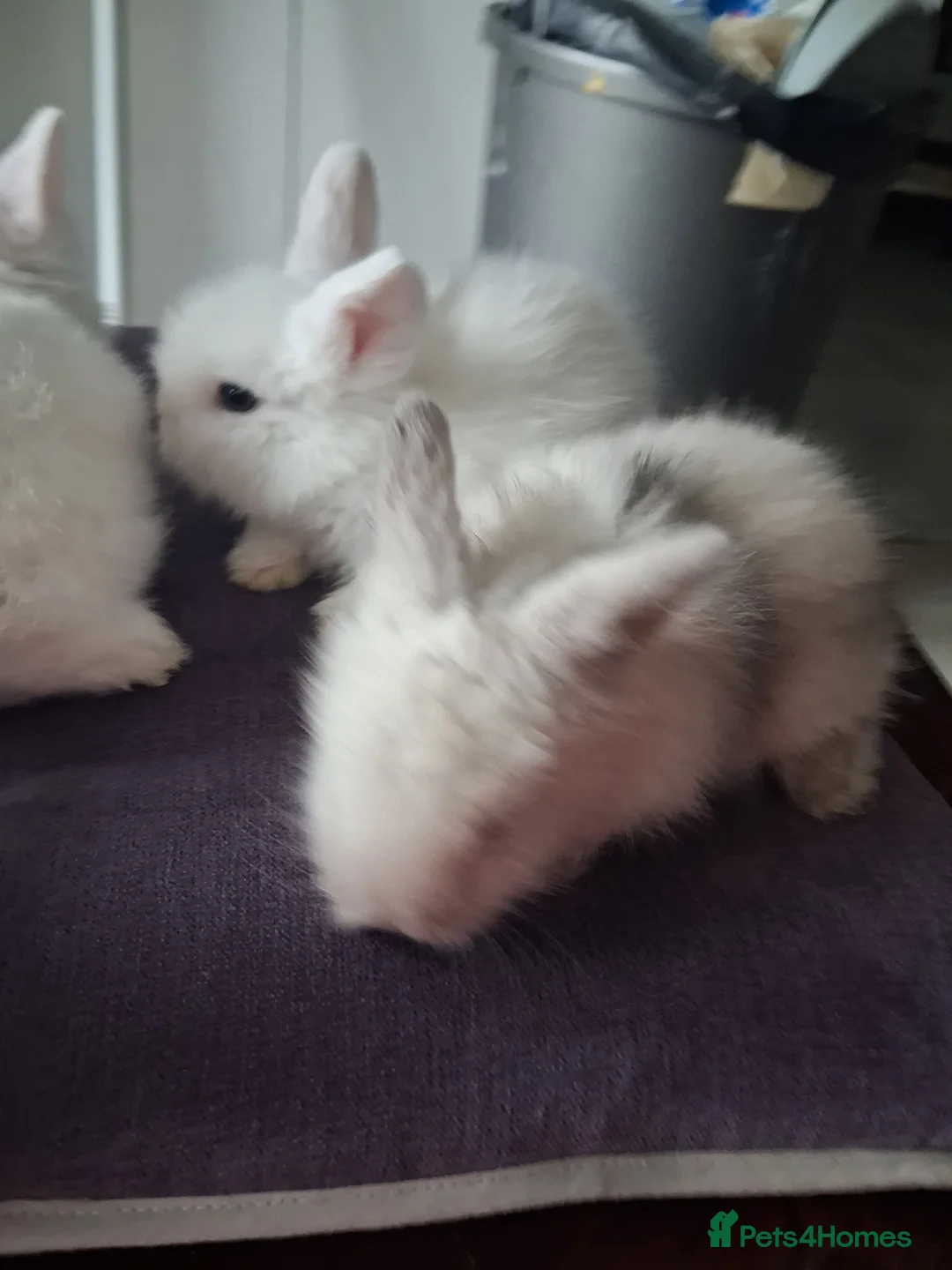 Lionhead rabbits for sale: 🐰 Beautiful Lionhead Rabbits for Sale 🐰 - Advert 12