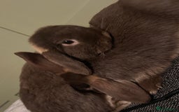 English Lop rabbits for sale: 2 male brothers  - Image 2