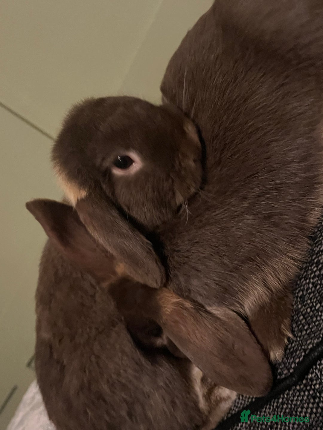 English Lop rabbits for sale: 2 male brothers  - Image 2