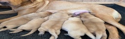 Labrador Retriever dogs for sale: Labrador puppy’s  - Advert 2