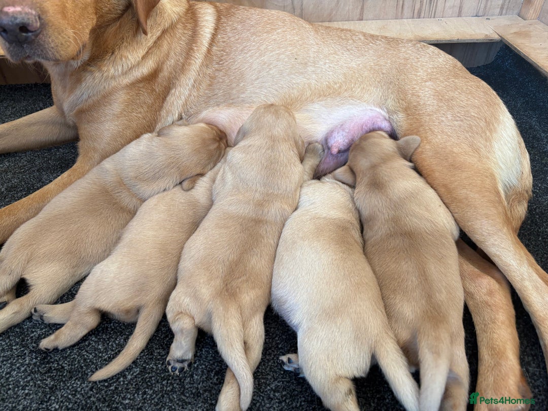 Labrador Retriever dogs for sale: Labrador puppy’s  - Advert 2