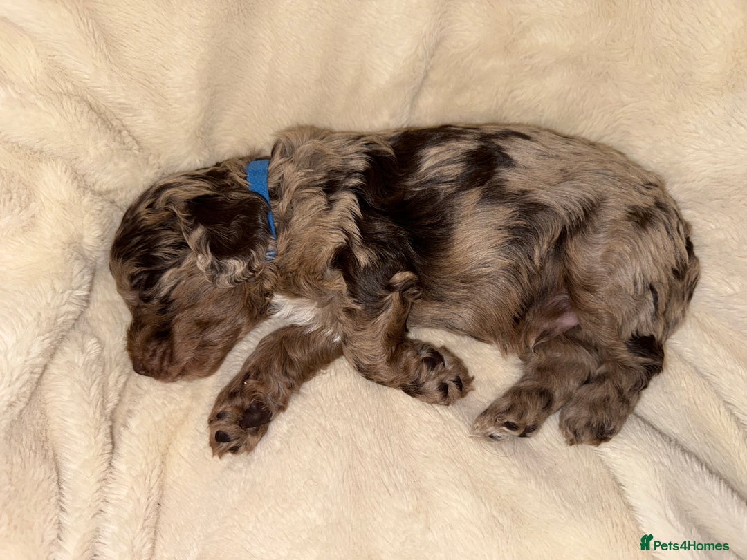 Cockapoo dogs for sale: F1 Cockapoo puppies  - Image 33