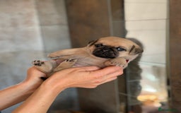 Mixed Breed dogs for sale: Adorable Pug x Pomeranian Puppies  - Image 11