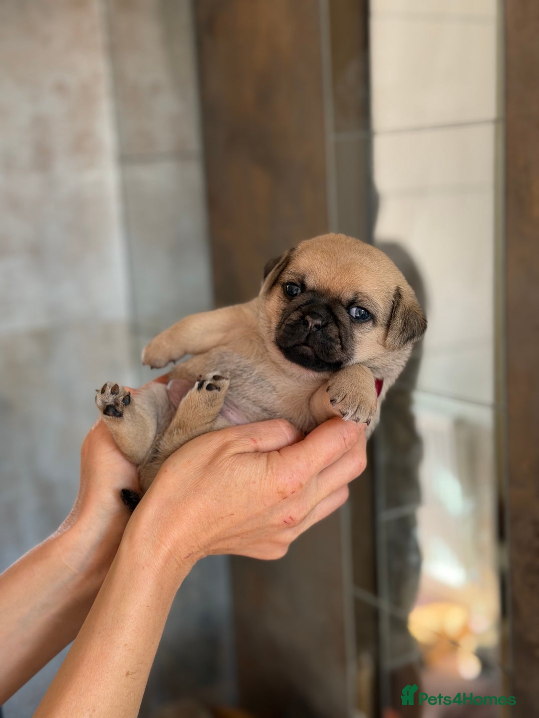 Mixed Breed dogs for sale: Adorable Pug x Pomeranian Puppies  - Image 11