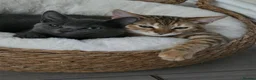 Mixed Breed cats for sale: 2 Beautiful kittens PLUS everything you need - Advert 16