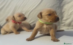 Labrador Retriever dogs for sale: KC registered Labrador puppies - Image 13
