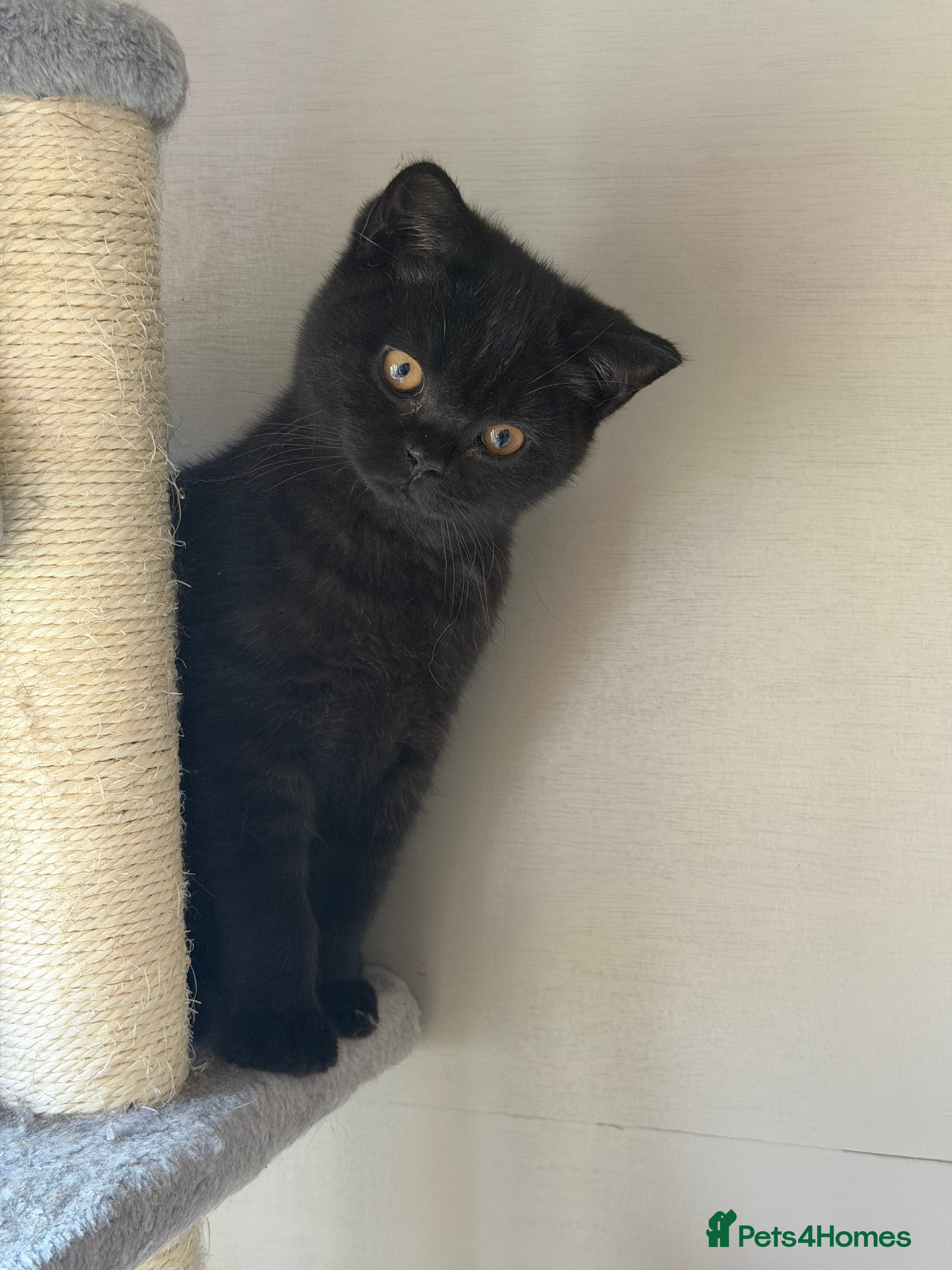 British Shorthair cats 2 Male GCCF Registered British Shorthair Kittens  - Advert 2
