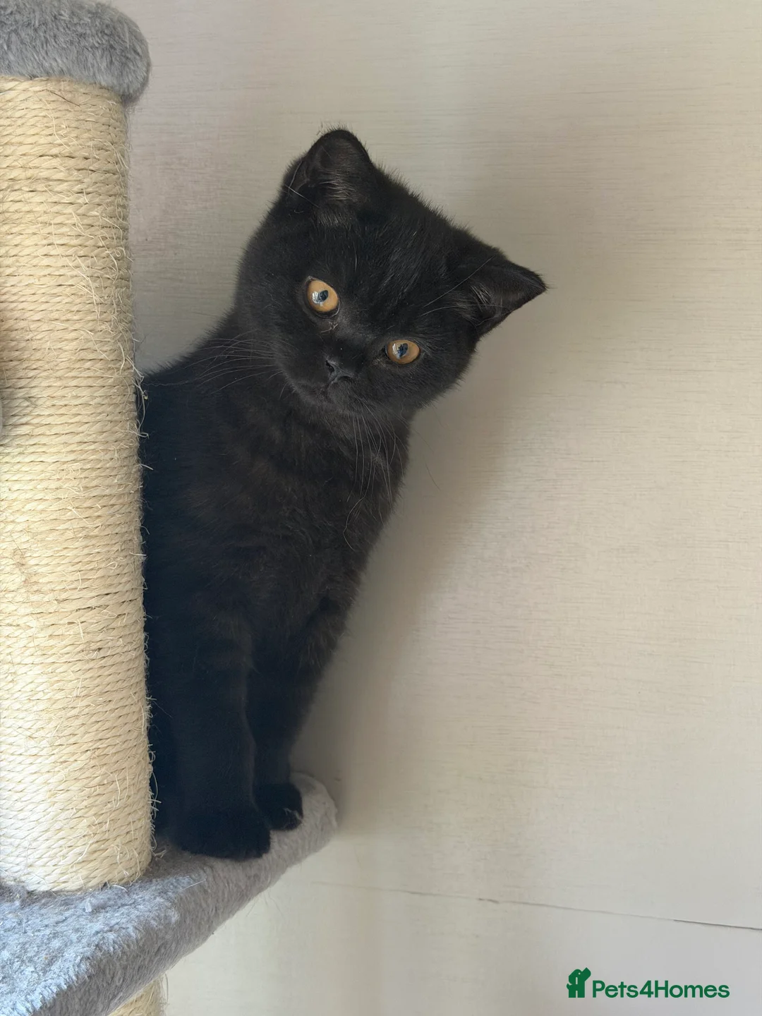 British Shorthair cats for sale: 2 Male GCCF Registered British Shorthair Kittens  - Advert 2