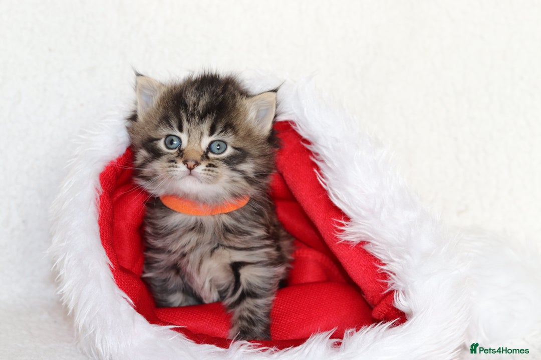 Mixed Breed cats for sale: Beautiful Kittens - Advert 9