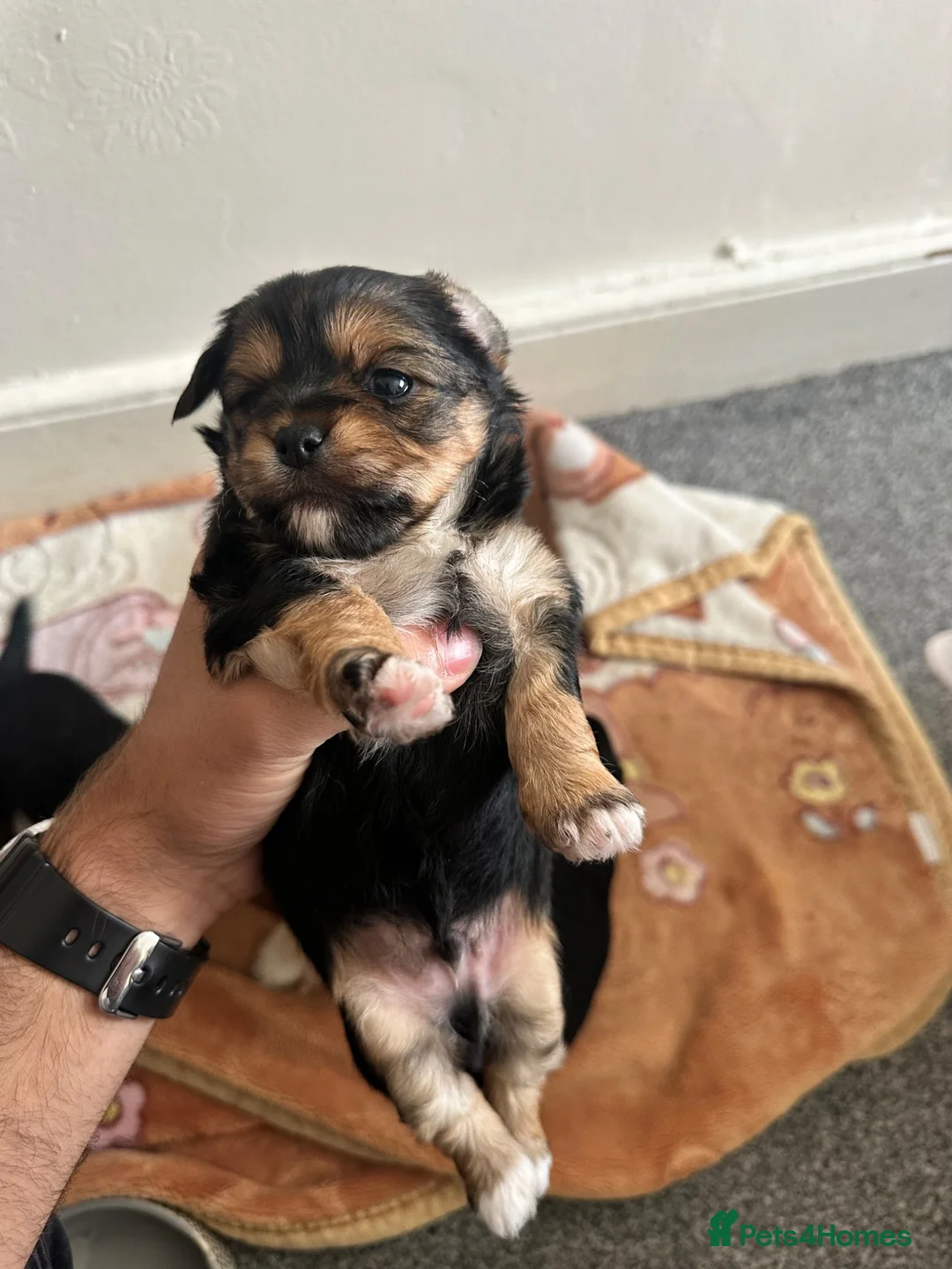 Chorkie dogs for sale: Four little beautiful dog in mother - Advert 5