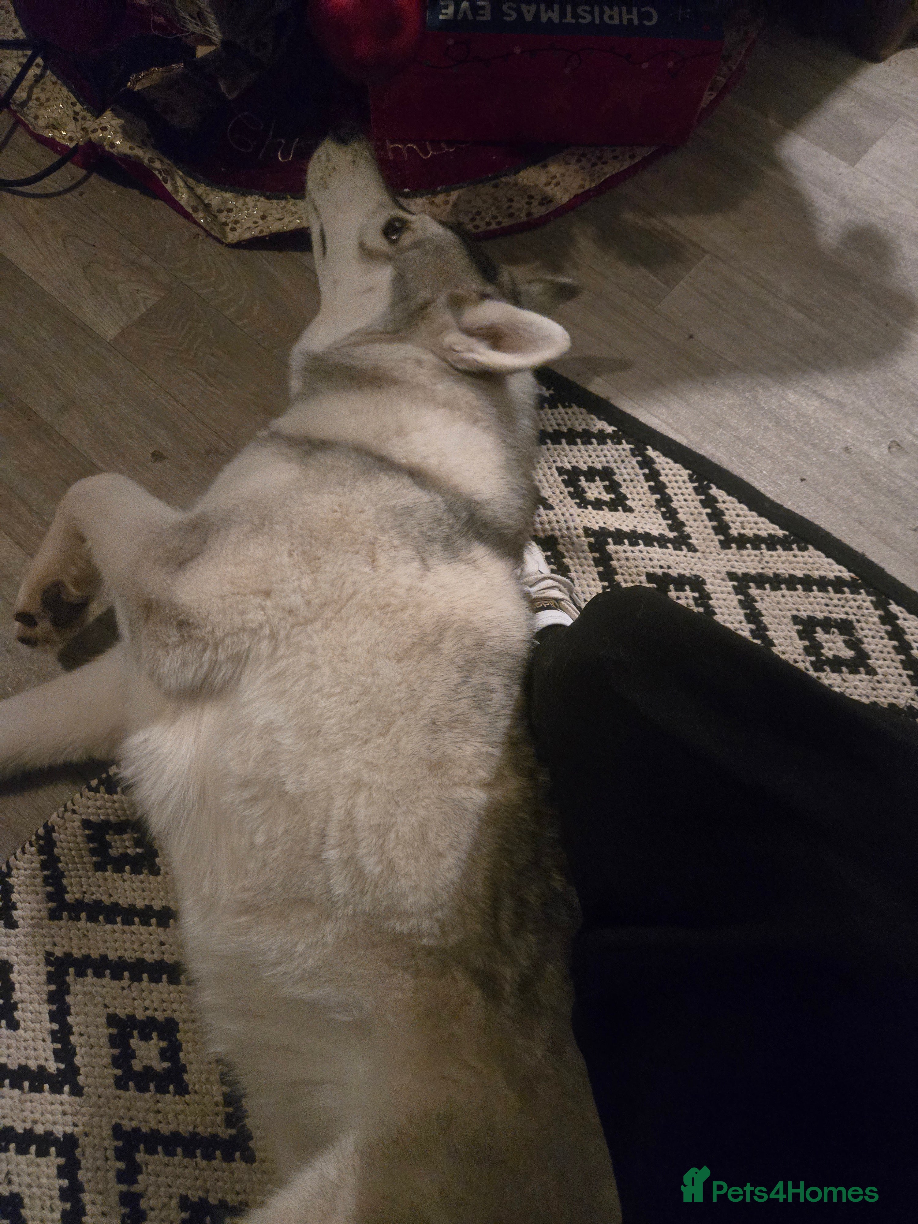 Siberian Husky dogs Male husky  in Folkestone - Advert 1