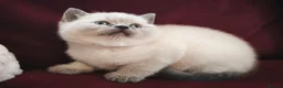 British Shorthair cats for sale: Beautiful British Shorthair Kittens in Darlington - Advert 10