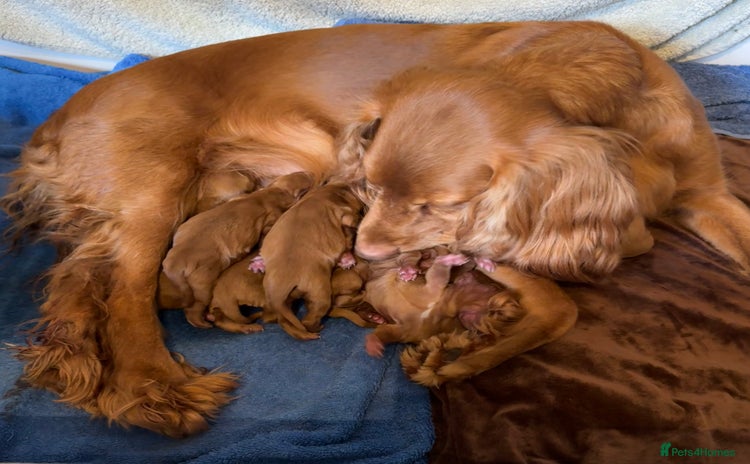 Cocker Spaniel dogs Stunning Litter of Red Cocker Spaniels  - Advert 8