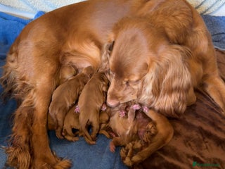 Cocker Spaniel dogs Stunning Litter of Red Cocker Spaniels - Advert 1
