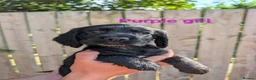 Sprocker dogs for sale: Last sprocker puppy, ready for new home now. - Advert 14