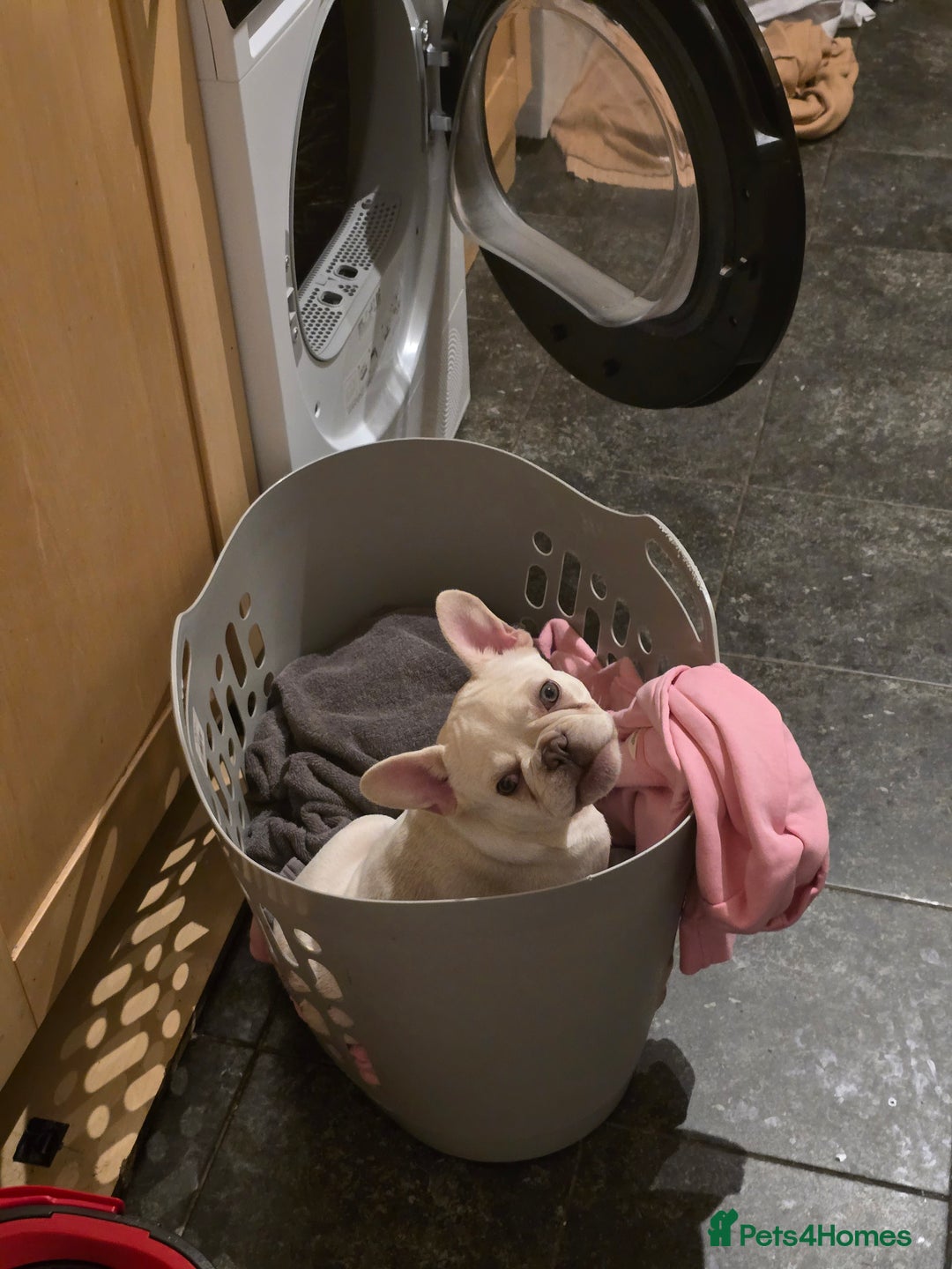 French Bulldog dogs for sale: Mylo-French Bulldog-8 months - Advert 13