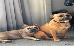 Staffordshire Bull Terrier dogs for stud: Looking for a staffy for my boy  - Image 4