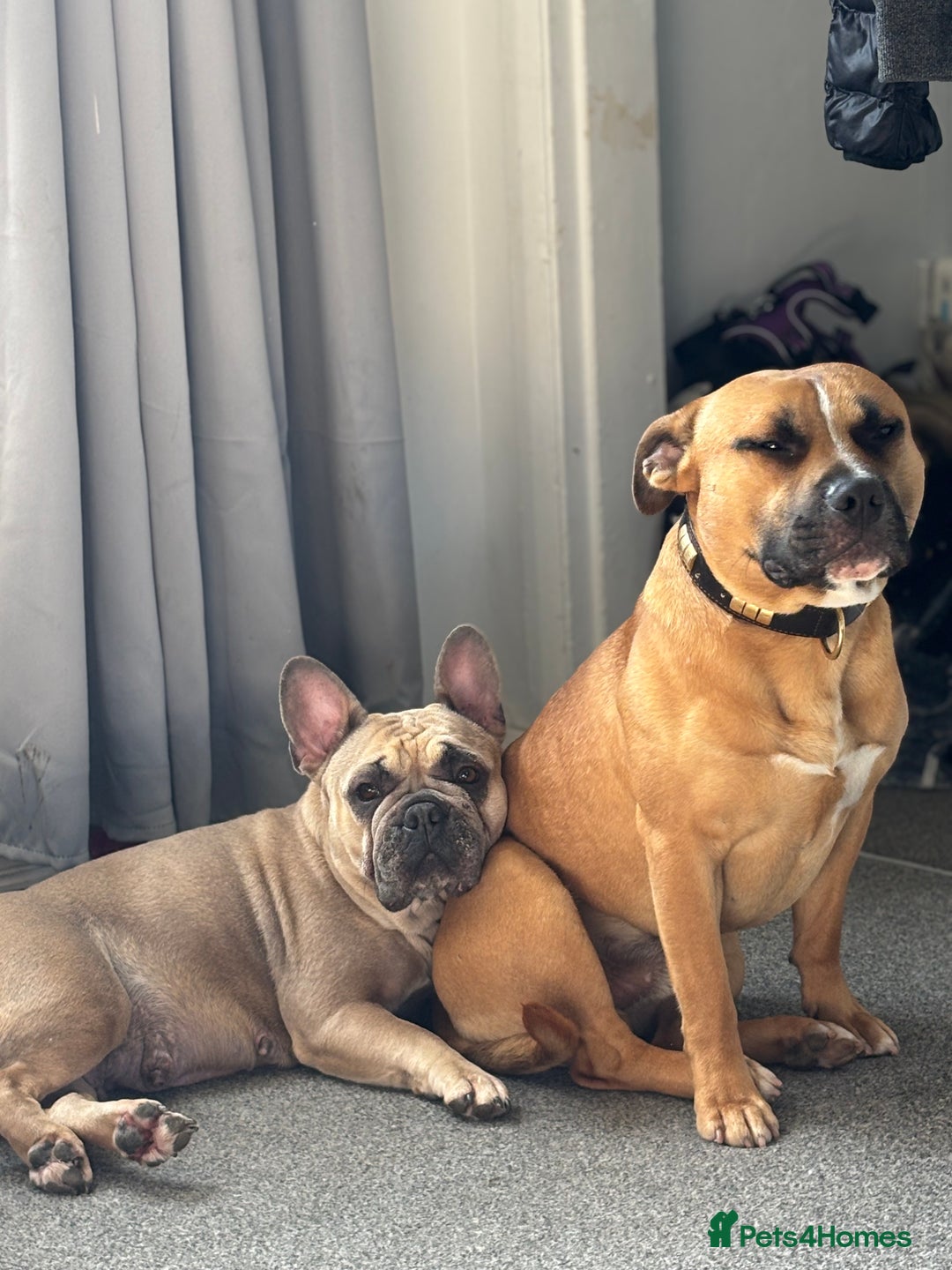 Staffordshire Bull Terrier dogs for stud: Looking for a staffy for my boy  - Image 4