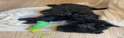 Shih Tzu dogs for sale: 4 Beautiful Shih-Tzu  - Advert 6