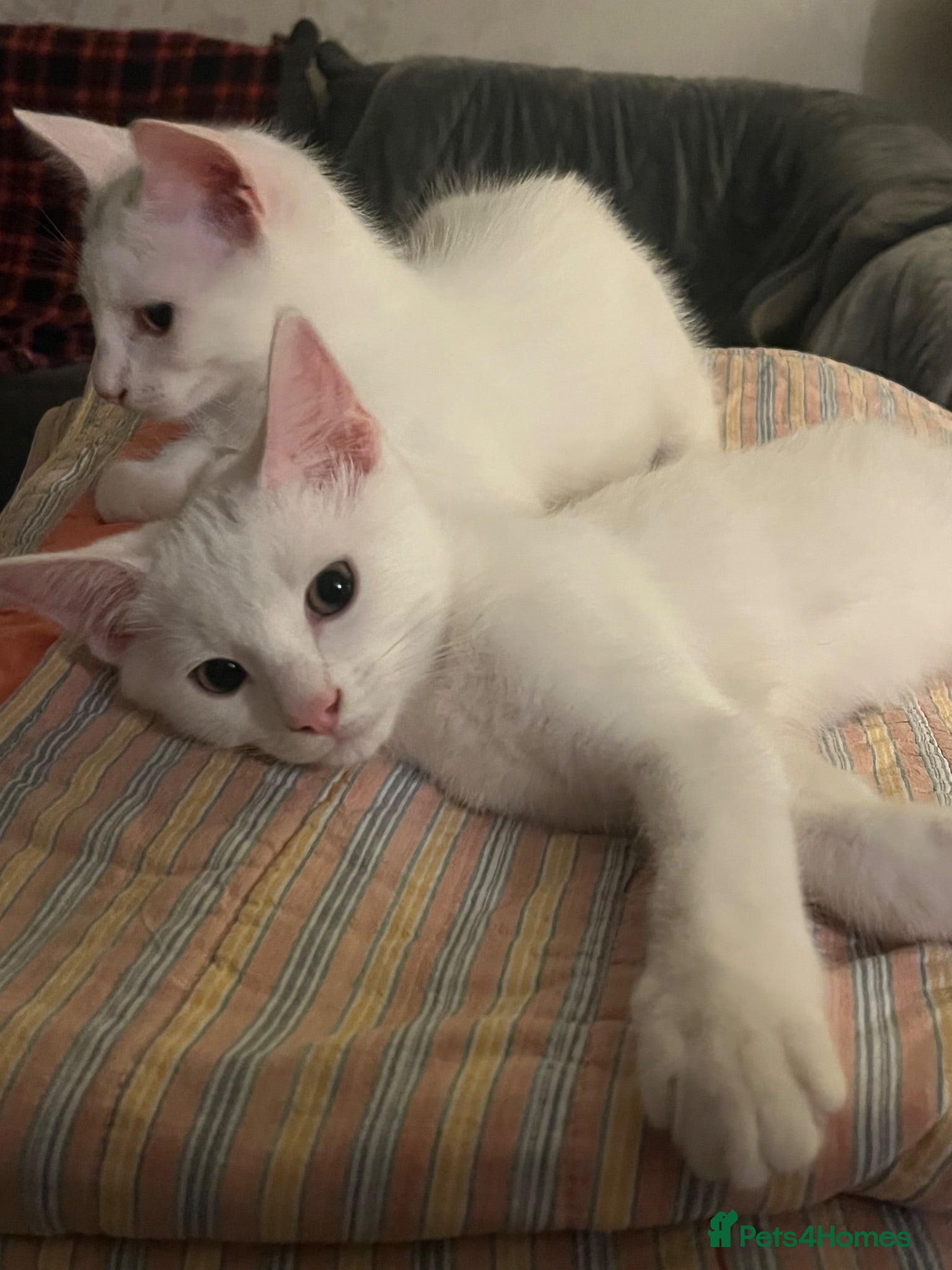 Mixed Breed cats 4 beautiful kittens 🐾 - Advert 1