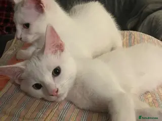 Mixed Breed cats 4 beautiful kittens 🐾 - Advert 1