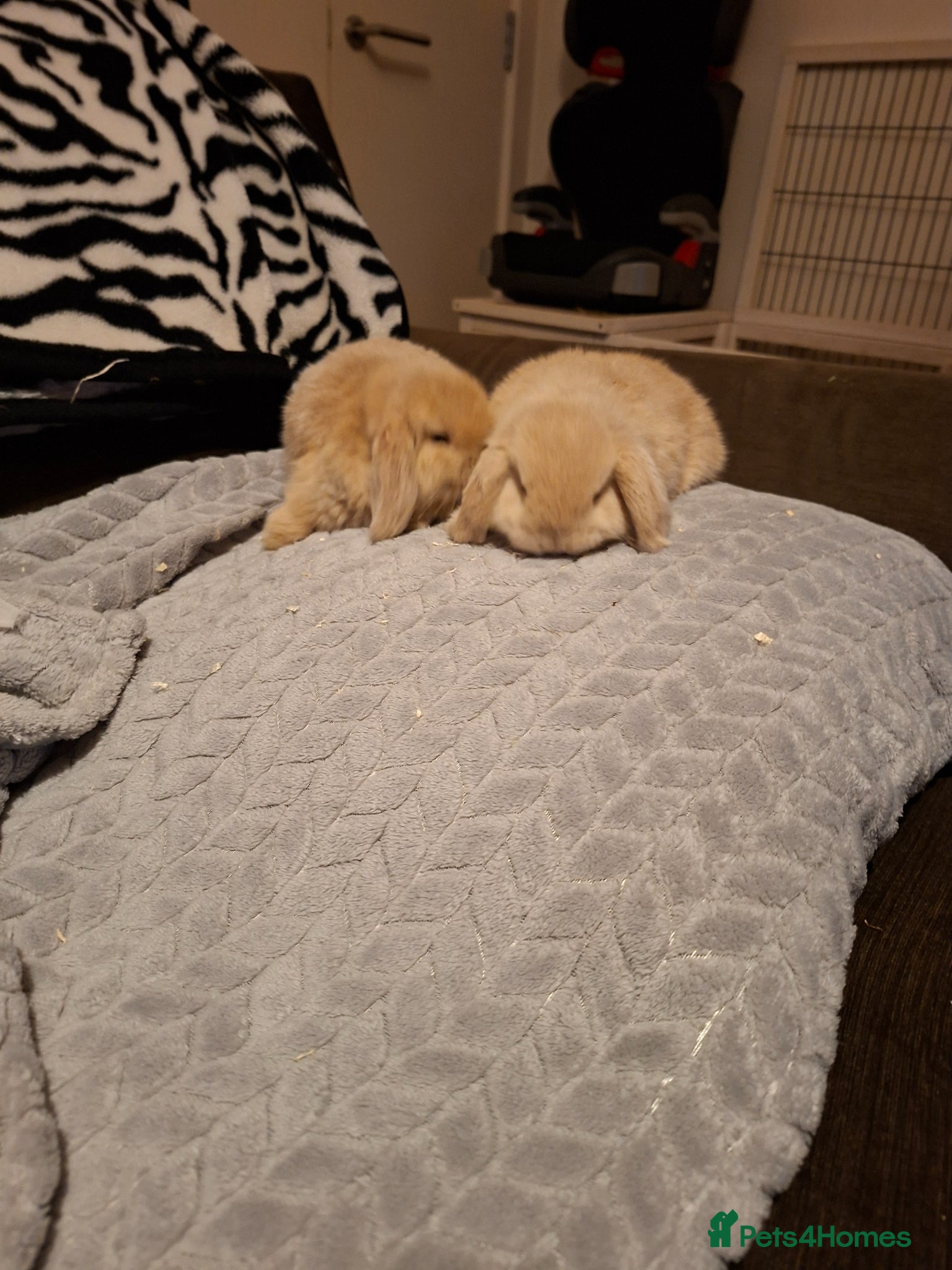 Mini Lop rabbits Mini lop gorgeous girls 😍 ✨️  - Advert 21