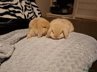 Mini Lop rabbits Mini lop gorgeous girls 😍 ✨️ - Advert 21